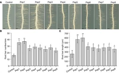 Plant elicitor Peptides regulate root hair development in Arabidopsis